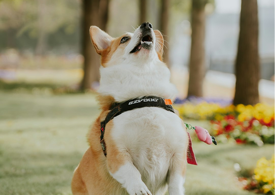 Chien éducation GrowMeet