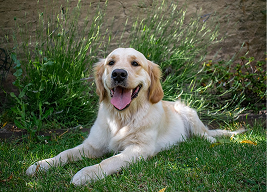 Golden retriever